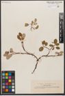 Foto von Salix reticulata L.
